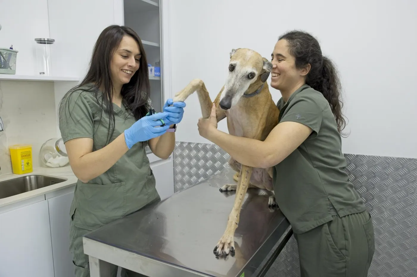 El equipo de Lily's Vet corta las uñas a un galgo en la consulta