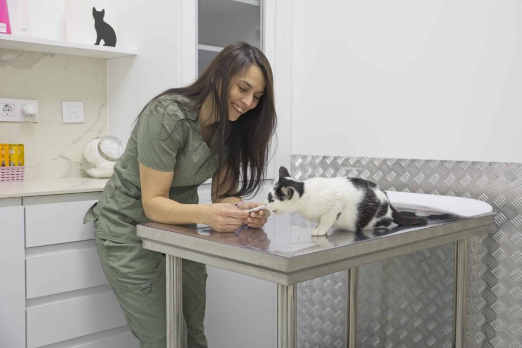 Veterinaria de Lily's Vet revisando un gato en la sala felina con manejo low-stress. Arroyomolinos.