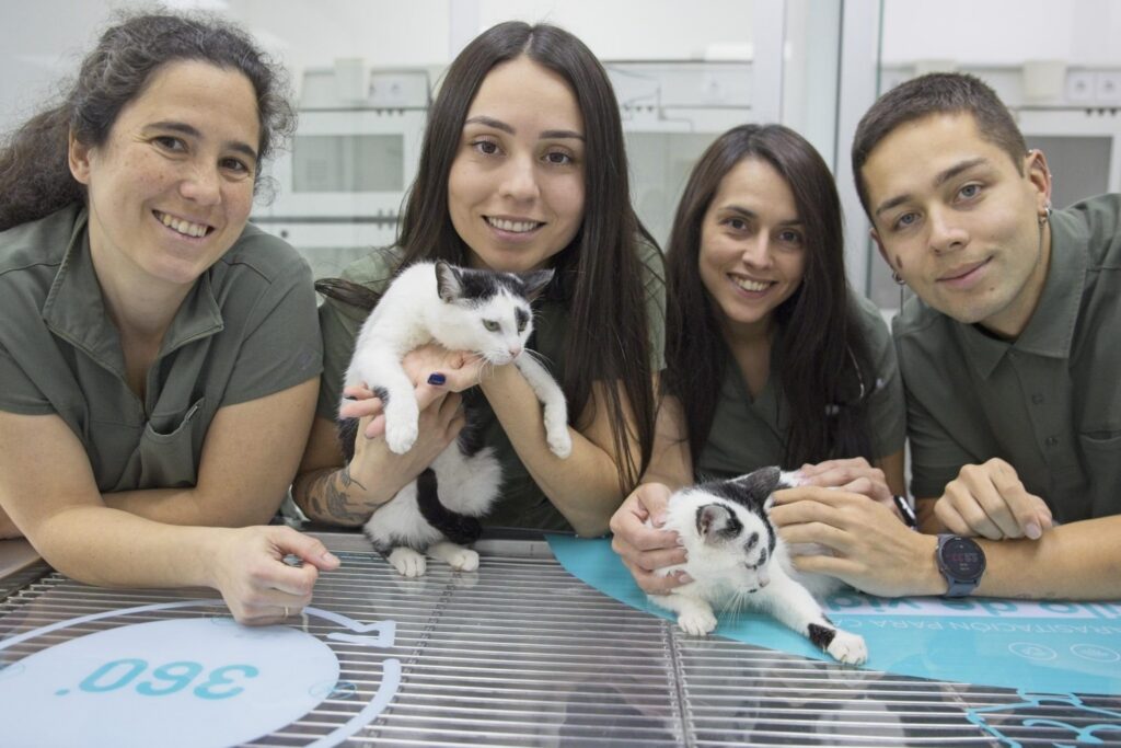 Gatos con el equipo. Luz natural suave, ambiente calmado.