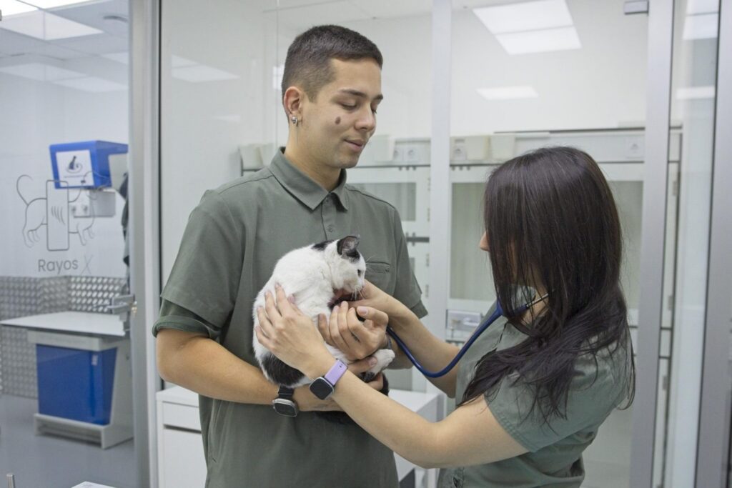 Gato en consulta siendo observado tranquilamente. Fotografía de un gato siendo cogido en brazos por dos veterinarios.