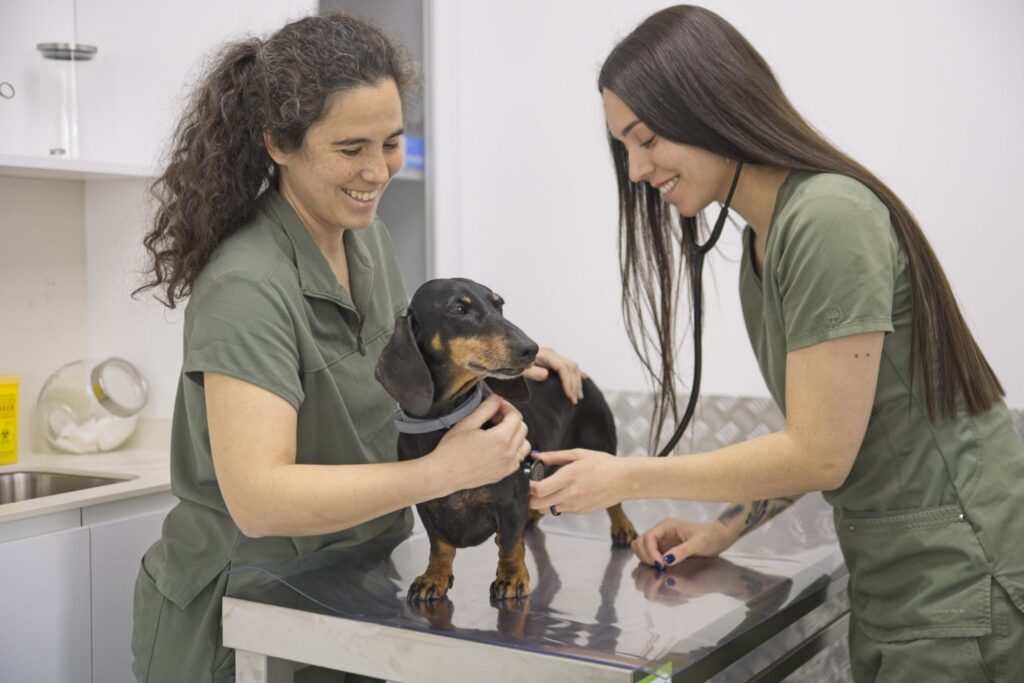 Alt: Hillary Criollo, veterinaria directora de Lily's Vet, auscultando a un paciente en consulta. Sala con luz natural, Arroyomolinos.
