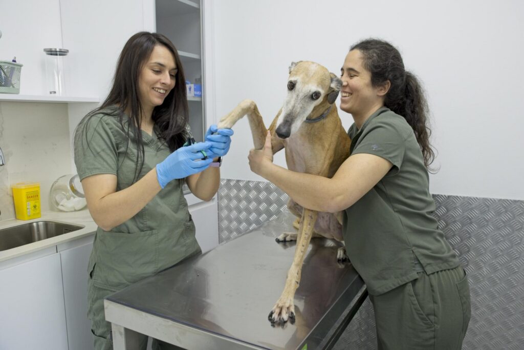 Perro en consulta · momento de revisión tranquilo